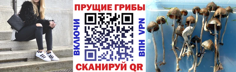 закладки  Горно-Алтайск  Галлюциногенные грибы мицелий 